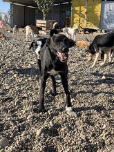 GHOST, Hund, Mischlingshund in Rumänien - Bild 3