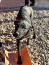 GHOST, Hund, Mischlingshund in Rumänien - Bild 4