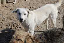 KNUT, Hund, Mischlingshund in Rumänien - Bild 10