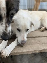 KNUT, Hund, Mischlingshund in Rumänien - Bild 11