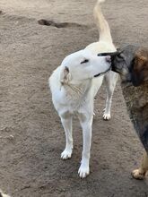 KNUT, Hund, Mischlingshund in Rumänien - Bild 12