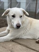 KNUT, Hund, Mischlingshund in Rumänien - Bild 15