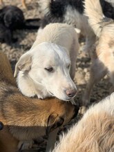 KNUT, Hund, Mischlingshund in Rumänien - Bild 3