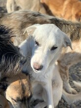 KNUT, Hund, Mischlingshund in Rumänien - Bild 4