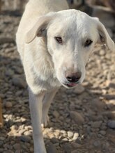 KNUT, Hund, Mischlingshund in Rumänien - Bild 5