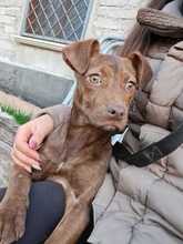 FROLLA, Hund, Segugio Italiano-Mix in Italien