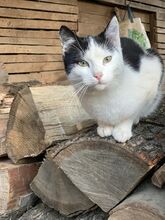 POMELO, Katze, Hauskatze in Rumänien