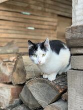 POMELO, Katze, Hauskatze in Rumänien - Bild 7