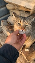 TAYSON, Katze, Hauskatze in Rumänien