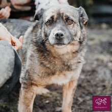 CODY, Hund, Mischlingshund in Rumänien