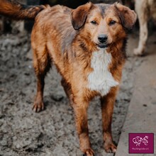 FLASH, Hund, Mischlingshund in Rumänien - Bild 1