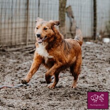 FLASH, Hund, Mischlingshund in Rumänien - Bild 2