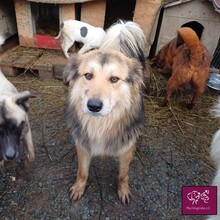 SORICEL, Hund, Mischlingshund in Rumänien - Bild 3