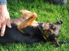 MYRA, Hund, Jagdterrier-Deutscher Pinscher-Mix in Stubenberg