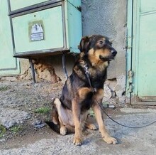 ARNOLD, Hund, Mischlingshund in Rumänien - Bild 2