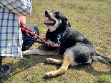 AMIR, Hund, Mischlingshund in Slowakische Republik - Bild 10