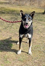 AMIR, Hund, Mischlingshund in Slowakische Republik - Bild 2