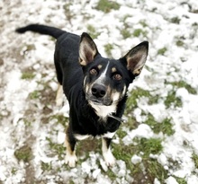 AMIR, Hund, Mischlingshund in Slowakische Republik - Bild 3