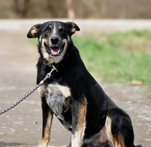 AMIR, Hund, Mischlingshund in Slowakische Republik - Bild 4