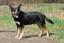 AMIR, Hund, Mischlingshund in Slowakische Republik - Bild 6