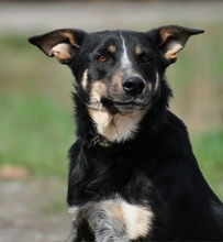 AMIR, Hund, Mischlingshund in Slowakische Republik - Bild 7