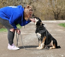 AMIR, Hund, Mischlingshund in Slowakische Republik - Bild 8