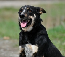 AMIR, Hund, Mischlingshund in Slowakische Republik - Bild 9