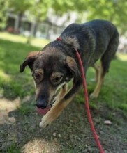 ROLF, Hund, Mischlingshund in Rumänien - Bild 13