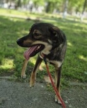 ROLF, Hund, Mischlingshund in Rumänien - Bild 14