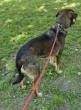 ROLF, Hund, Mischlingshund in Rumänien - Bild 15