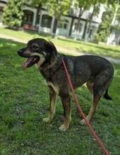 ROLF, Hund, Mischlingshund in Rumänien - Bild 16