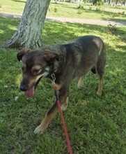 ROLF, Hund, Mischlingshund in Rumänien - Bild 18