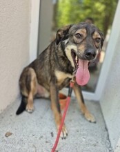 ROLF, Hund, Mischlingshund in Rumänien - Bild 19