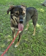 ROLF, Hund, Mischlingshund in Rumänien - Bild 20