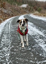 SOUL, Hund, Mischlingshund in Bad Endbach - Bild 2