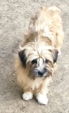 COOKIE, Hund, Mischlingshund in Rumänien