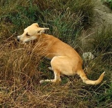 LEONIE, Hund, Mischlingshund in Rumänien - Bild 7