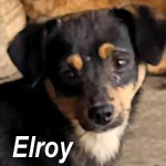 ELROY, Hund, Mischlingshund in Berlin