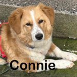 CONNIE, Hund, Welsh Corgi Pembroke-Mix in Berlin