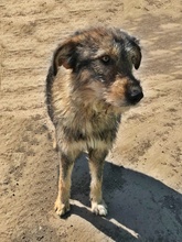 BENJI, Hund, Mischlingshund in Rumänien - Bild 1