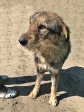 BENJI, Hund, Mischlingshund in Rumänien - Bild 2