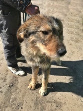 BENJI, Hund, Mischlingshund in Rumänien - Bild 4