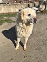 ANGHEL, Hund, Mischlingshund in Rumänien - Bild 5