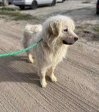 ANGHEL, Hund, Mischlingshund in Rumänien - Bild 8