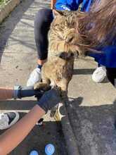 TIGER, Katze, Europäisch Kurzhaar in Langenhagen - Bild 3