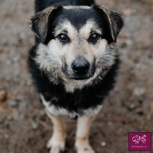 FELIX, Hund, Deutscher Schäferhund in Rumänien - Bild 1