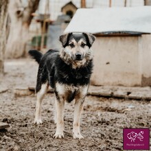 FELIX, Hund, Deutscher Schäferhund in Rumänien - Bild 2