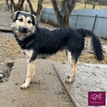 FELIX, Hund, Deutscher Schäferhund in Rumänien - Bild 3