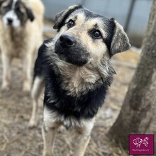 FELIX, Hund, Deutscher Schäferhund in Rumänien - Bild 5