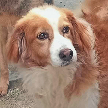 BRUNO, Hund, Mischlingshund in Italien